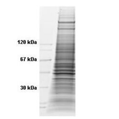 Coomassie stained SDS-PAGE of 35 μg of TNF-a Stimulated HeLa Whole Cell Lysate (Ready-to-Use) resolved on a 4-20% gradient gel under reducing conditions.
